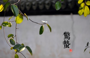 微雨众卉生，一雷惊蛰始